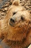 L'Orso bruno, ingrandisci la foto