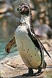 Il Pinguino di Humboldt, ingrandisci la foto