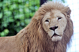 Il Leone bianco, ingrandisci la foto