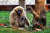 Cercopiteco family, ingrandisci la foto